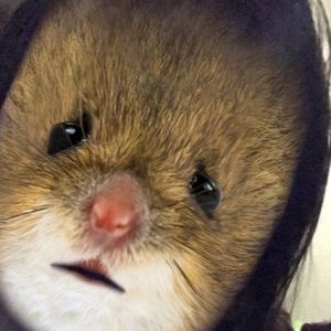 Meet your Posher, Carmen